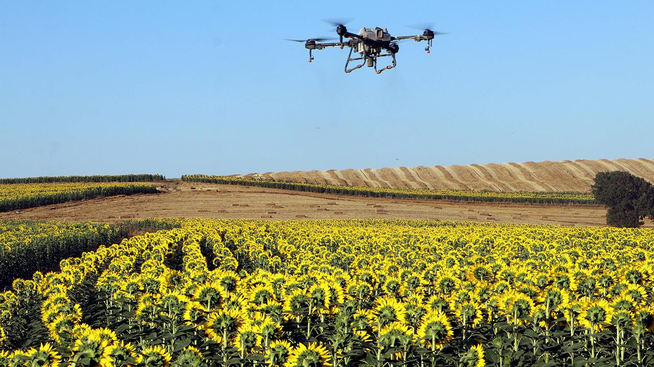 Bakanlık harekete geçti! Çayır tırtılıyla mücadele talimatı