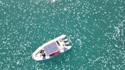 İsrail kıyıları beyaza büründü! Dev denizanası sürüsü…