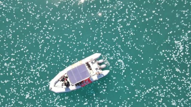 İsrail kıyıları beyaza büründü! Dev denizanası sürüsü…