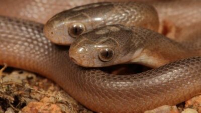 Yılan ihbarı aldı… Gördükleri karşısında şoke oldu…