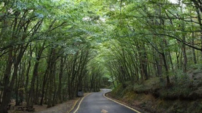 Bir ilde daha ormana giriş yasağı