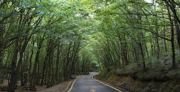 Bir ilde daha ormana giriş yasağı
