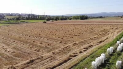 Bursa’da üniversitenin arazisine ektiler, 400 ton hasat yaptılar