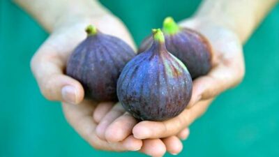 İncir egzaması nedir?