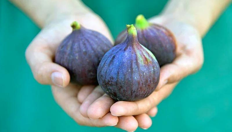 İncir egzaması nedir? İncir egzaması nedir?