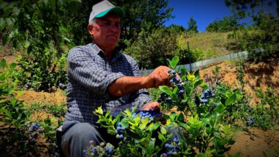 Bursa’da kilosu 100 lira olan dalındaki meyvelerini bomba ve kuş sesleriyle koruyor