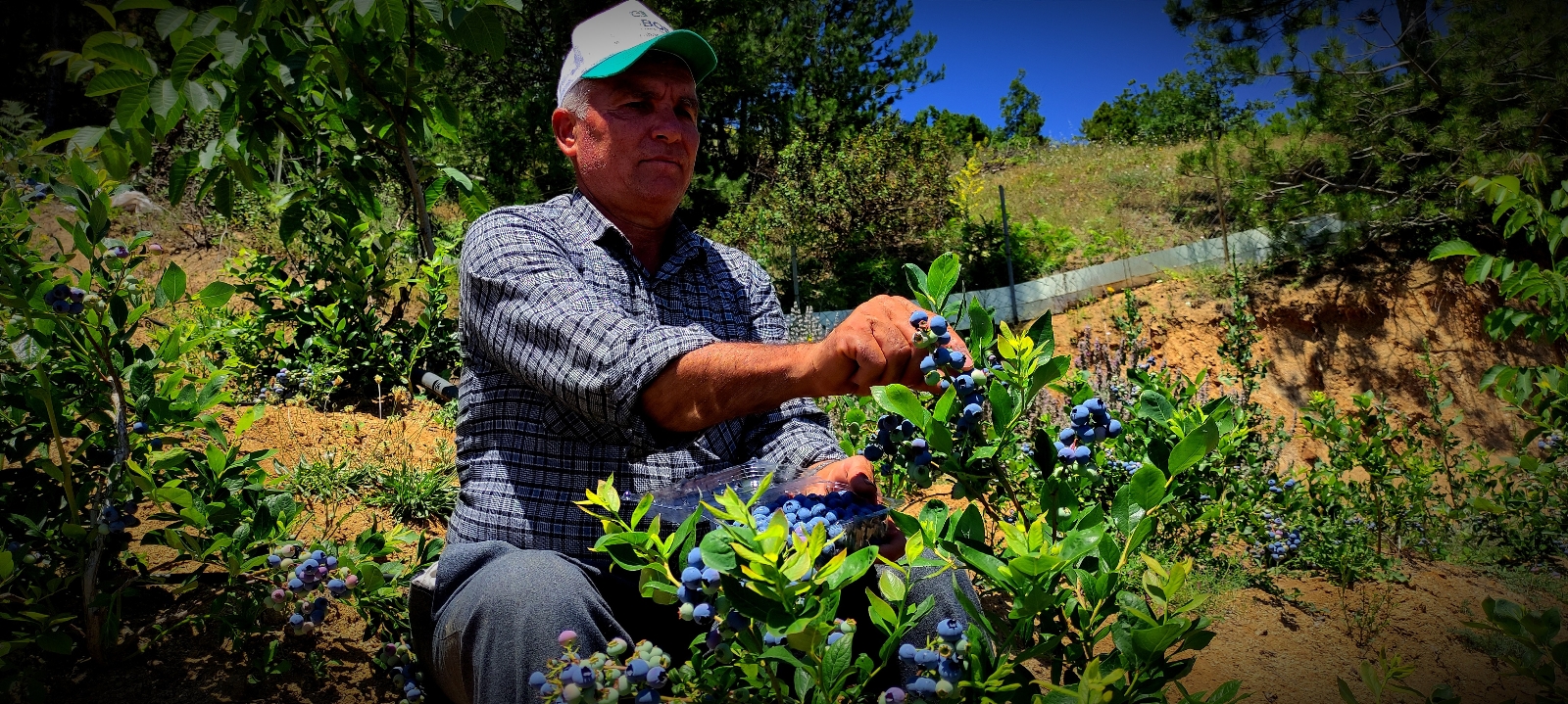 Bursa’da kilosu 100 lira olan dalındaki meyvelerini bomba ve kuş sesleriyle koruyor