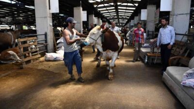 Kurbanlıklar bu ‘TİM’den kaçamayacak