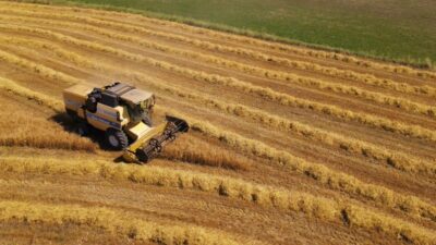 Mustafakemalpaşa’da buğday hasadı başladı