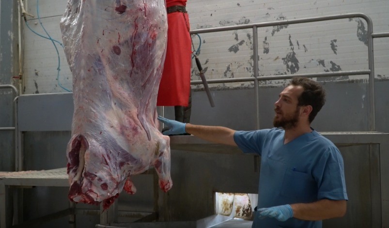 Mustafakemalpaşa’da uygulamalı kurban kesim kursu Mustafakemalpaşa’da uygulamalı kurban kesim kursu