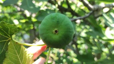 Bursa’da bu incirler yenmiyor, asılıyor