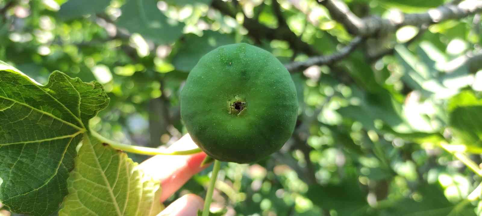 Bursa’da bu incirler yenmiyor, asılıyor