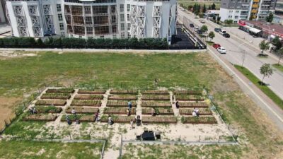 Bursa’da milyonluk evlerin arasında tarımla uğraşıyorlar