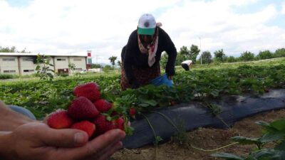 Bursa’da yediveren çileğinin ilk hasadı başladı