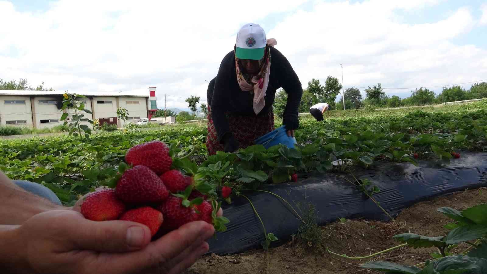 Bursa’da yediveren çileğinin ilk hasadı başladı