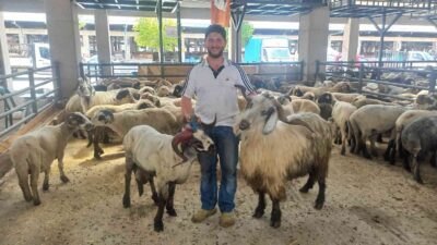 Bursa’da Koçlara kafa tutan keçi