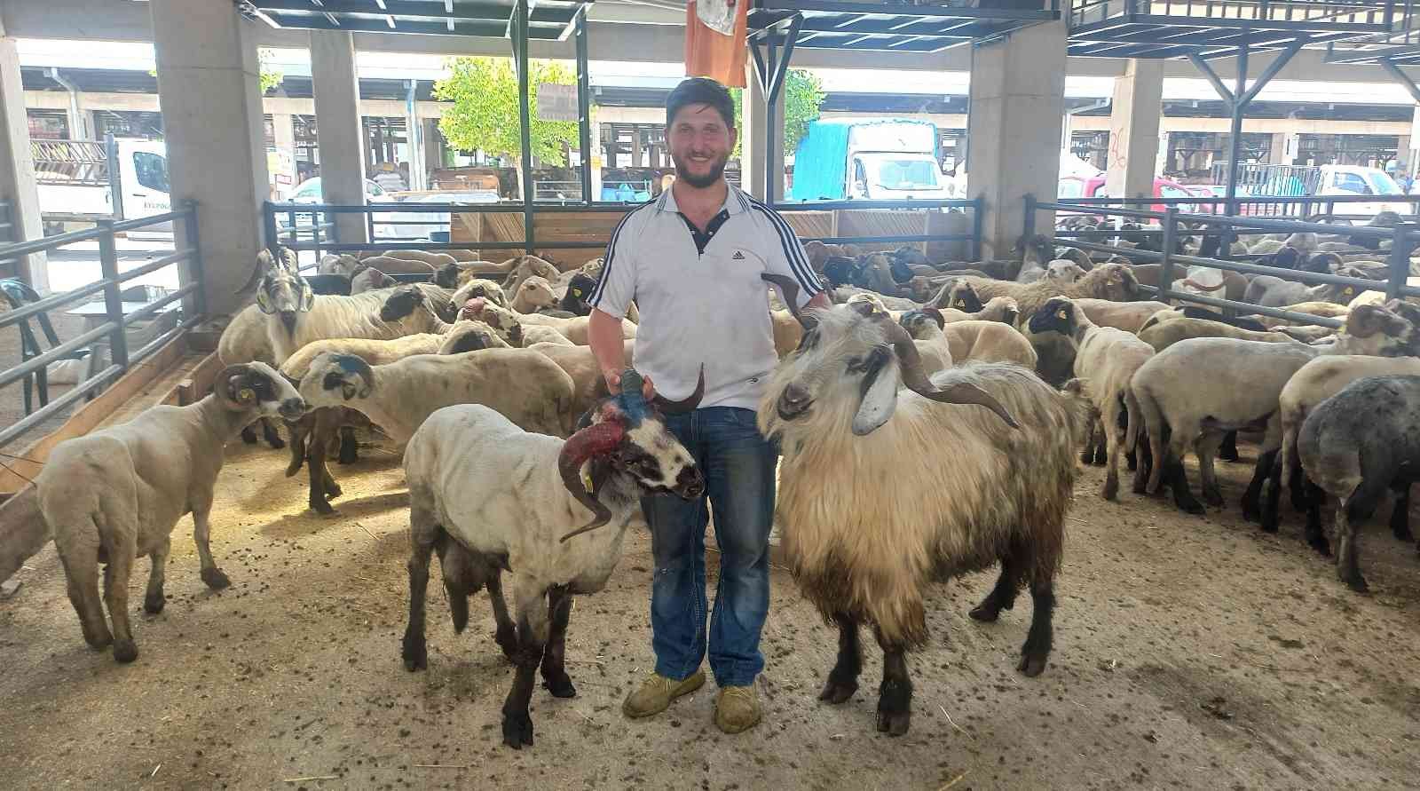 Bursa’da Koçlara kafa tutan keçi