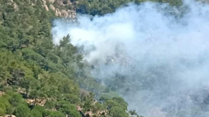 Milas’ta orman yangını