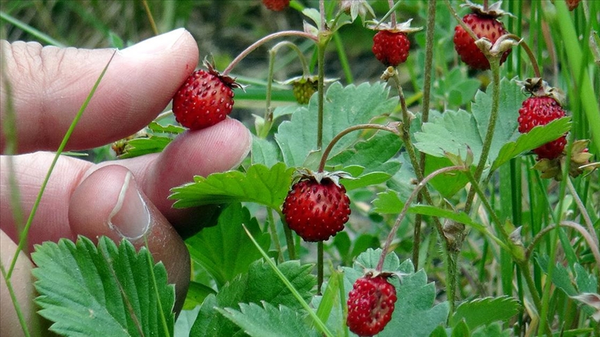 Kars’ta yüksek rakımda yetişen doğal yer çilekleri toplanmaya başlandı