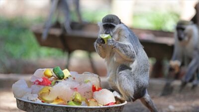Sıcaktan bunalan hayvanlara buzlu meyve kokteyli