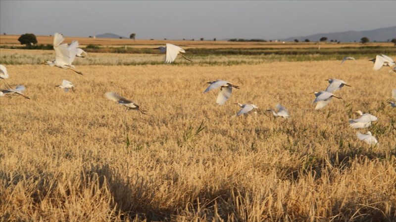 Konya'nın Hüyük ilçesinde hububat hasadının başlamasıyla Beyşehir Gölü kıyılarına yakın