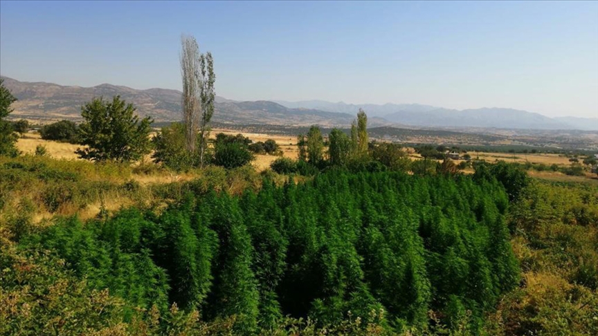 Dev operasyon! 3 milyon kök kenevir ele geçirildi