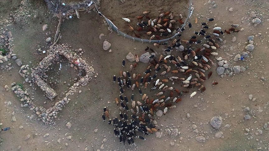 2 bin metrede zorluklara göğüs gererek hayvanlarına bakıyorlar