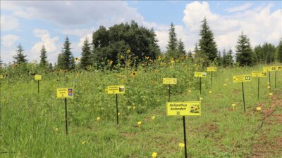 Kuraklığa dayanıklı ayçiçeği türleri geliştiriliyorlar