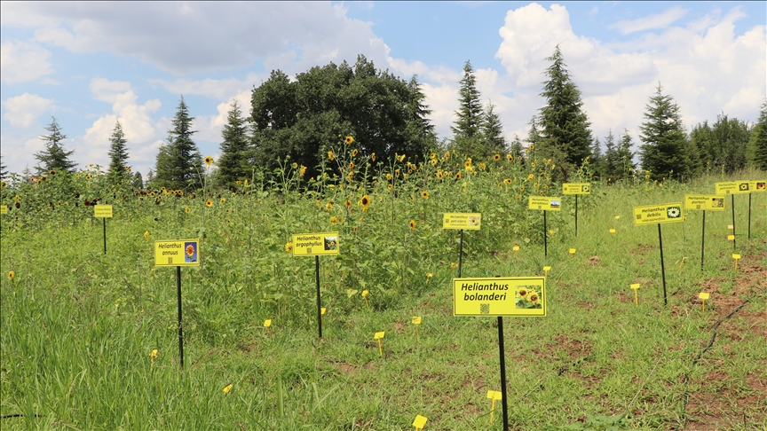 Kuraklığa dayanıklı ayçiçeği türleri geliştiriliyorlar