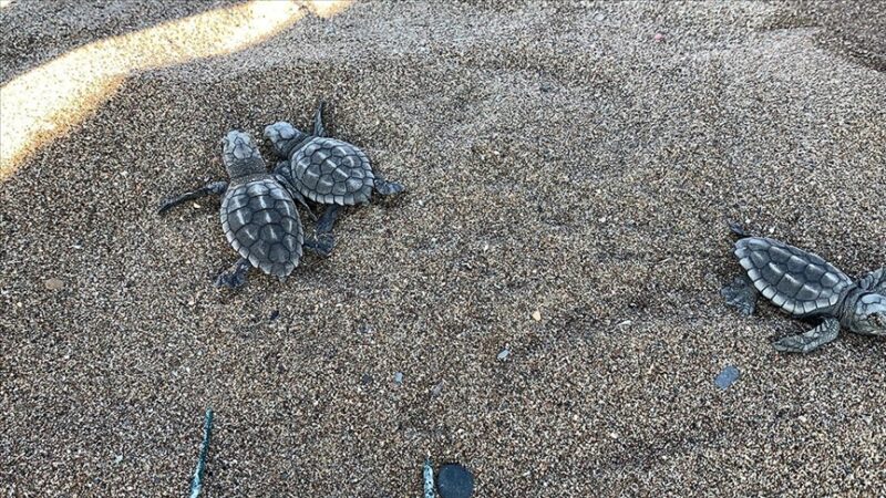 Muğla'nın Ortaca ilçesindeki İztuzu Plajı'nda yumurtadan çıkan caretta caretta yavrularının