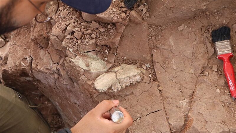 Çankırı'da, önceki yıllarda gergedan, kılıç dişli kaplan, zürafa, yaban atları,