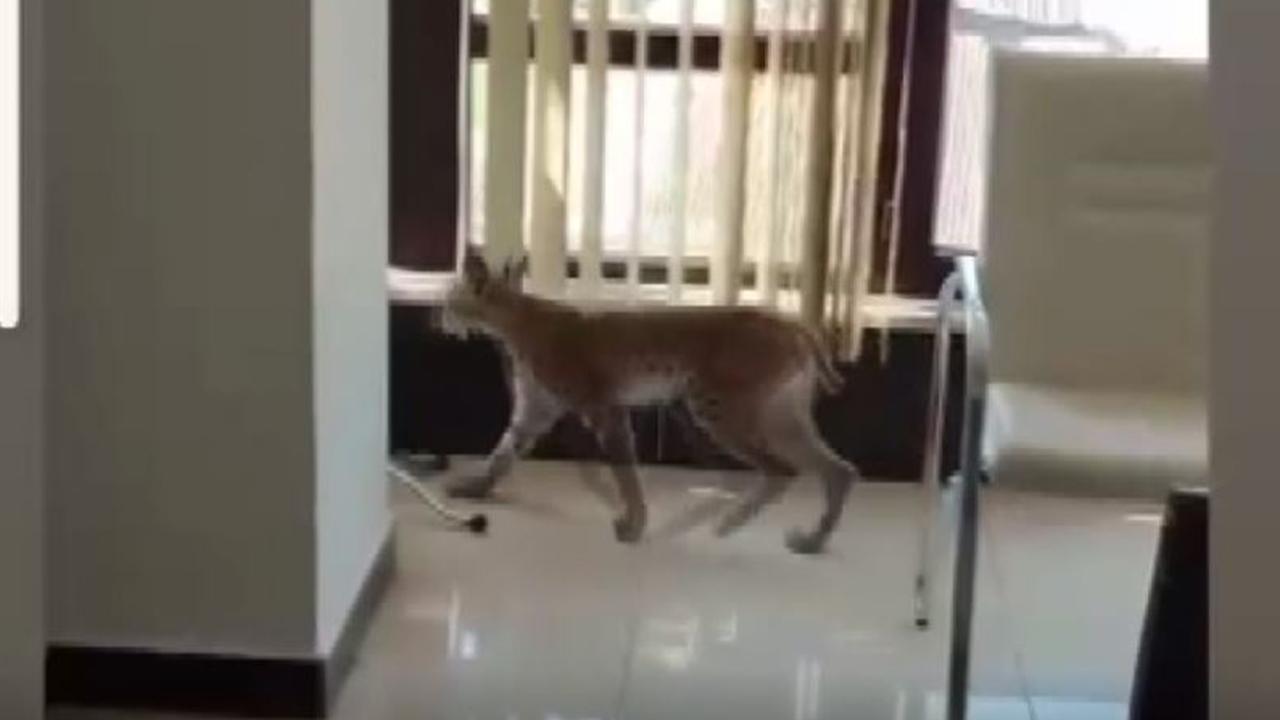 Nesli tehlike altındaki vaşak iş yerine girdi