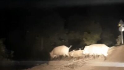 Yemek bulamayan domuz sürüsü Bursa’da köye indi