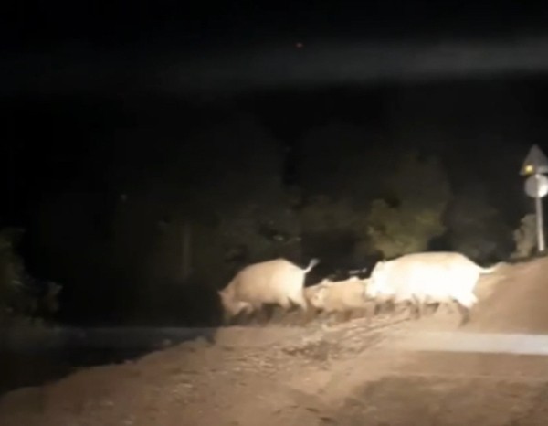 Yemek bulamayan domuz sürüsü Bursa’da köye indi Yemek bulamayan domuz sürüsü Bursa’da köye indi