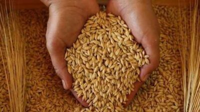 Buğday fiyatları bir haftanın en düşüğünde