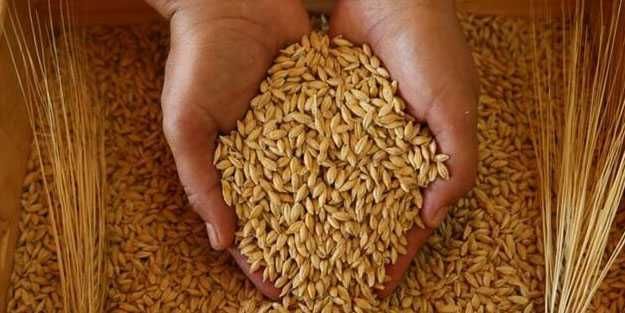 Buğday fiyatları bir haftanın en düşüğünde