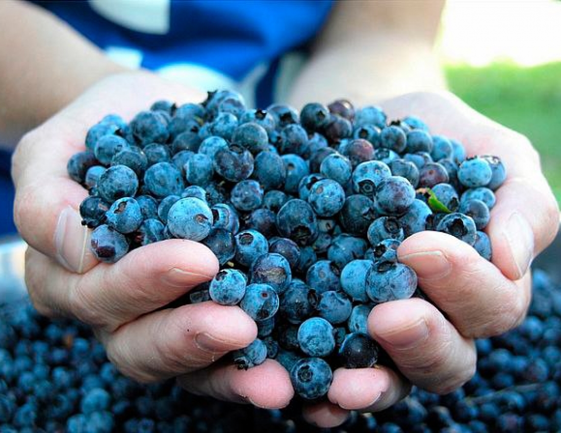 можно голубику при сахарном диабете. голубика хурон. черника блуберри. голубика при сахарном диабете 2. голубика садовая при сахарном диабете.