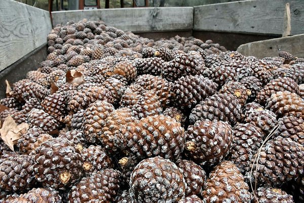 İznik Belediyesi’nden satılık çam fıstığı kozalağı İznik Belediyesi’nden satılık çam fıstığı kozalağı