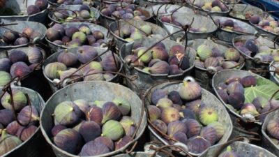 Bursa’da üreticiler şokta! Dalında 10, Avrupa’da 150 lira…