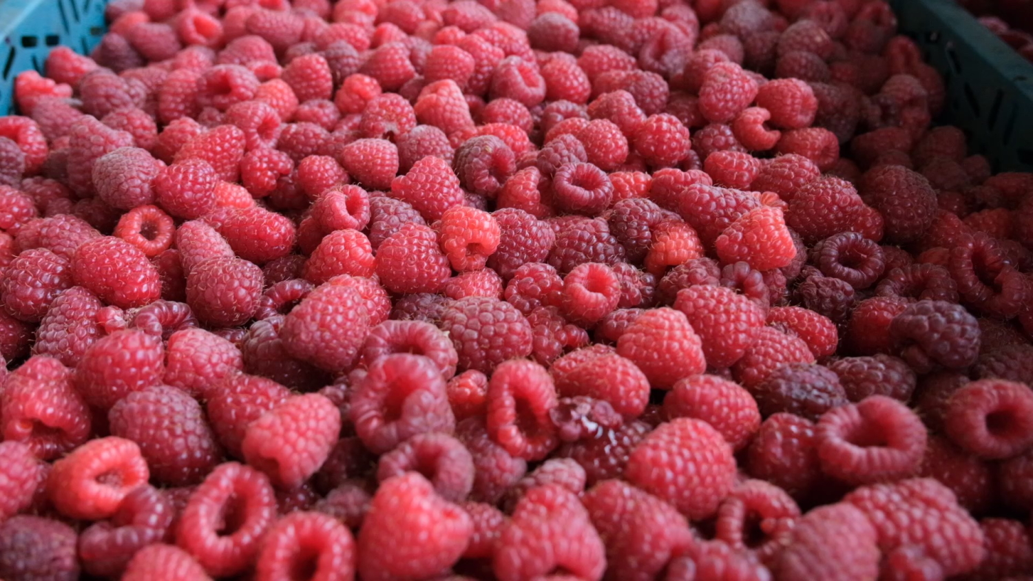 Bursa’da ahudududa bereketli hasat