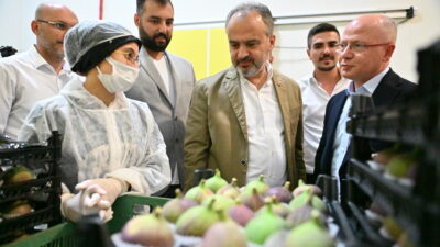 Bursa’da incir üreticisine ‘büyük’ destek