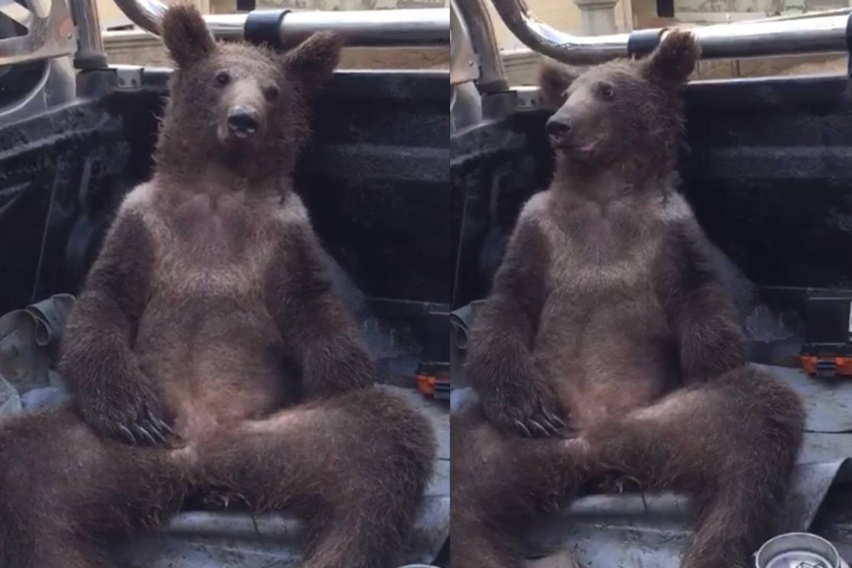 Balı fazla kaçıran ayı kendinden geçti