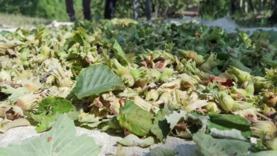 Bursa’da fındık hasadı başladı; 66 milyon TL gelir bekleniyor