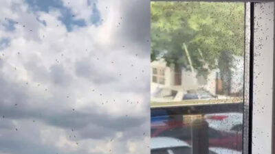 İki gündür ilçede etkili oluyor! Vatandaşlar pencere açamıyor