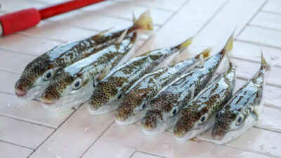 Balon balığında talep artışı beklentisi