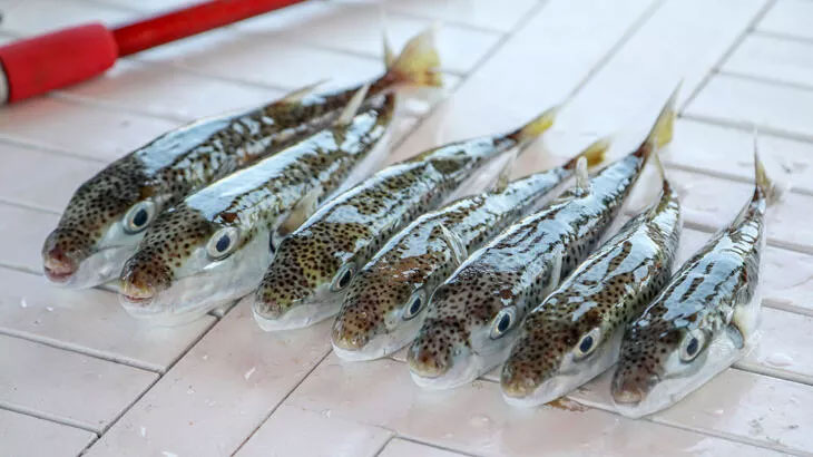 Balon balığında talep artışı beklentisi