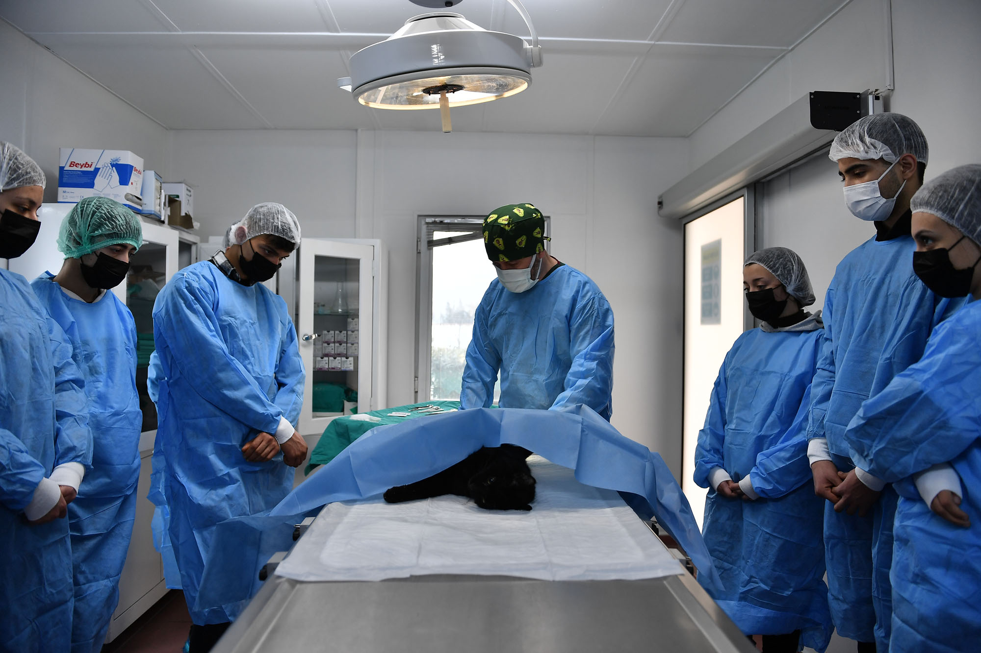 Osmangazi, binlerce hayvana şifa oldu