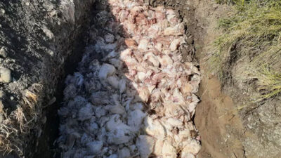 Gördüğü manzara karşısına şoke oldu! Çiftlikte 2 bin 450 tavuk öldü