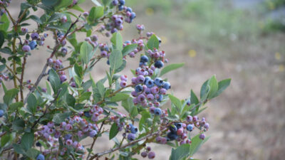 Bursa’daki verimsiz araziler böyle değer kazanıyor! 3 yılda 10 kat arttı