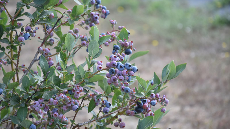 Bursa’daki verimsiz araziler böyle değer kazanıyor! 3 yılda 10 kat arttı Bursa’daki verimsiz araziler böyle değer kazanıyor! 3 yılda 10 kat arttı